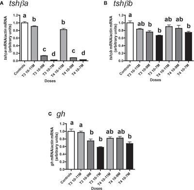 Differential Regulation of the Expression of the Two Thyrotropin Beta Subunit Paralogs by Salmon Pituitary Cells In Vitro